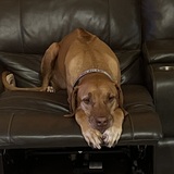 Entry image for Tank