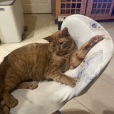 Entry image for Rusty