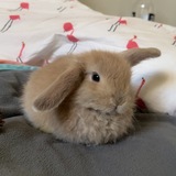 Entry image for Moochi