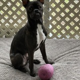 Entry image for Pedro