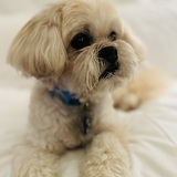 Entry image for Bubba