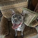 Entry image for Stevie 