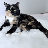 Entry image for Callie 