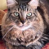 Entry image for Tiggy