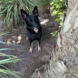 Entry image for Olive