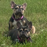 Entry image for Cardi & Dior 