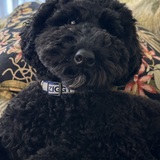 Entry image for Ziggy