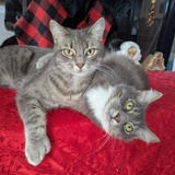 Entry image for Tigger & Junior