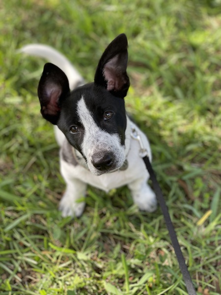 Entry image for Remington. Clicking this image will show a larger photo