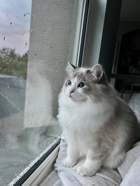 Entry image for Mr. Mojo. Clicking this image will show a larger photo