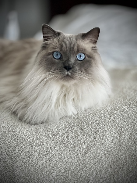 Entry image for Mr. Blue Sky. Clicking this image will show a larger photo