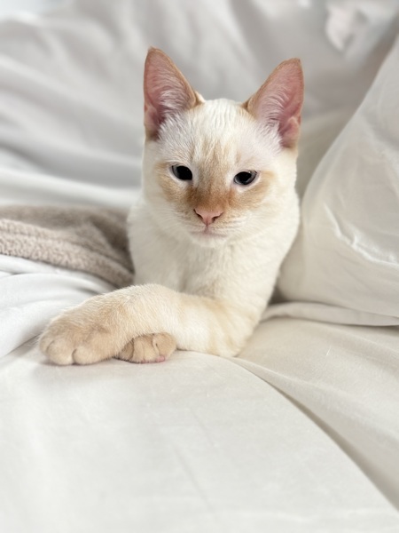 Entry image for Maple. Clicking this image will show a larger photo