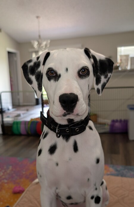 Entry image for Halligan. Clicking this image will show a larger photo