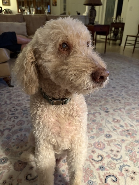 Entry image for Pius. Clicking this image will show a larger photo