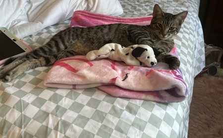 Entry image for Snoopy . Clicking this image will show a larger photo