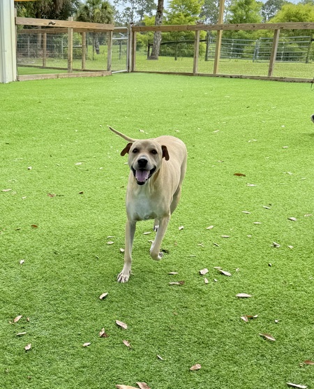 Entry image for Scout. Clicking this image will show a larger photo