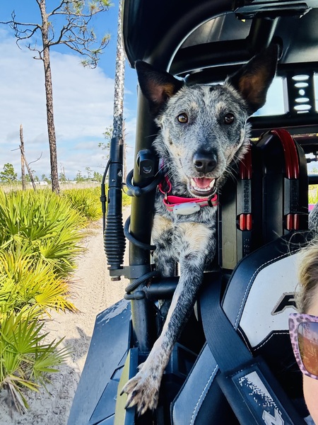 Entry image for Pennie . Clicking this image will show a larger photo