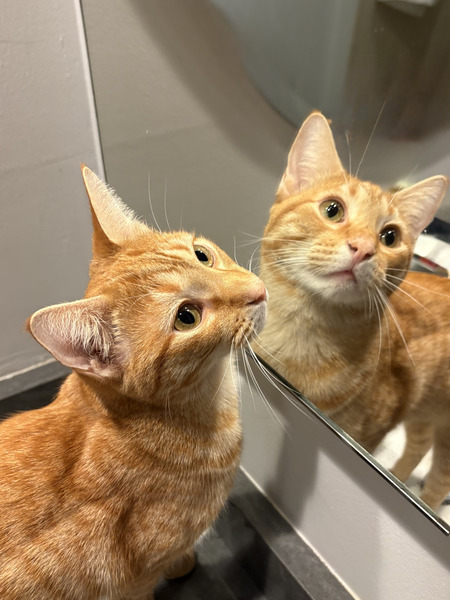 Entry image for CC. Clicking this image will show a larger photo