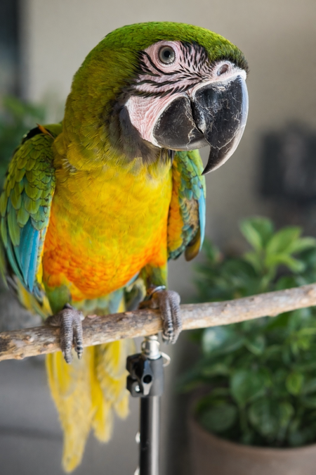 Entry image for Atlas. Clicking this image will show a larger photo