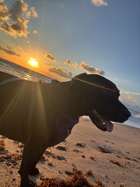 Entry image for Venus . Clicking this image will show a larger photo