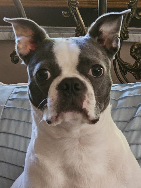 Entry image for Addie. Clicking this image will show a larger photo