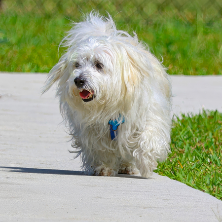 Entry image for Benji Boy. Clicking this image will show a larger photo