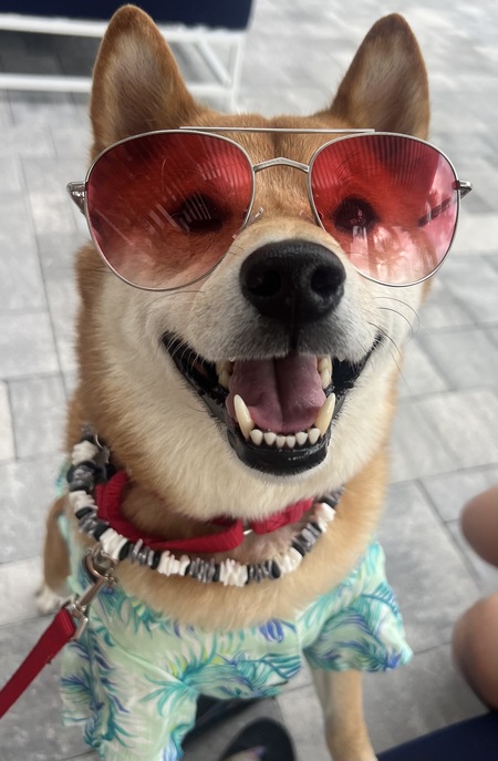 Entry image for Leo. Clicking this image will show a larger photo