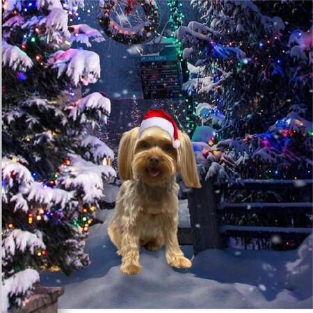 Entry image for Coco Cranker. Clicking this image will show a larger photo