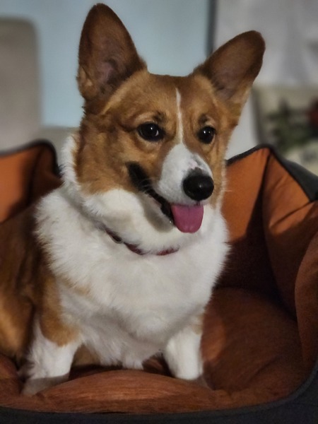 Entry image for Ginger. Clicking this image will show a larger photo