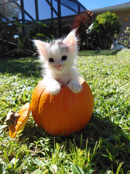 Entry image for Domino . Clicking this image will show a larger photo