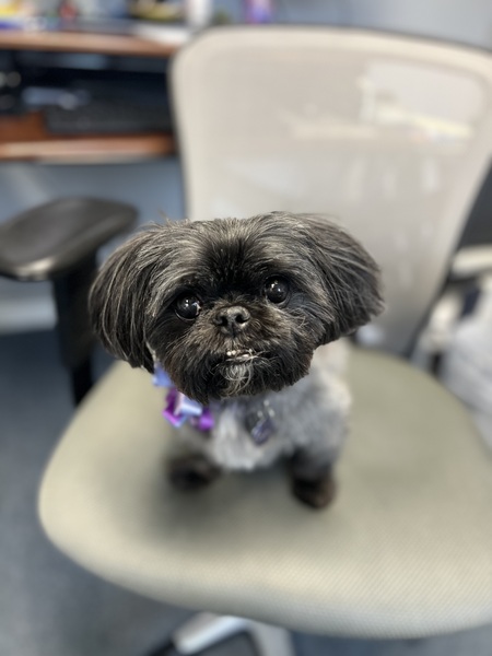 Entry image for Lilly. Clicking this image will show a larger photo