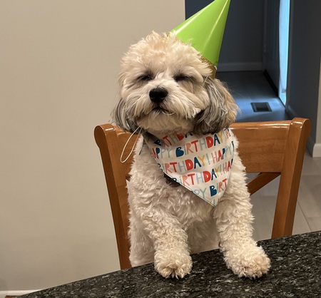 Entry image for Henry. Clicking this image will show a larger photo