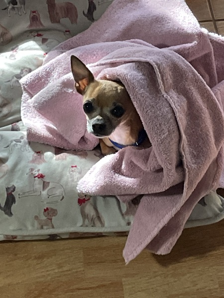 Entry image for Brutus. Clicking this image will show a larger photo