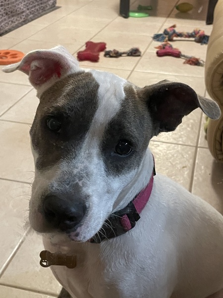 Entry image for Bella. Clicking this image will show a larger photo