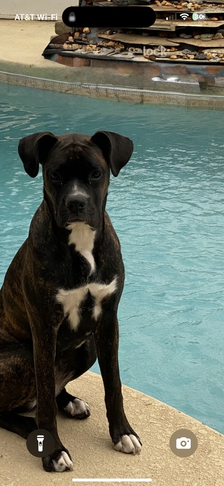 Entry image for Remy . Clicking this image will show a larger photo