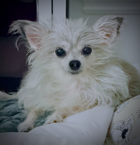 Entry image for Lilah. Clicking this image will show a larger photo