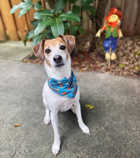 Entry image for Bugs. Clicking this image will show a larger photo