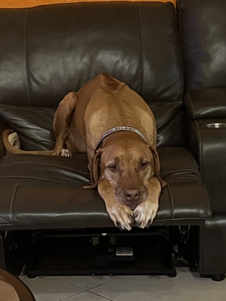 Entry image for Tank. Clicking this image will show a larger photo