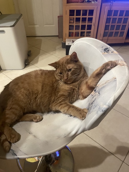 Entry image for Rusty. Clicking this image will show a larger photo