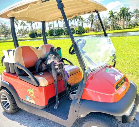 Entry image for Dark Star. Clicking this image will show a larger photo