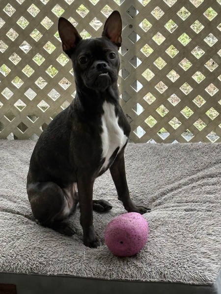 Entry image for Pedro. Clicking this image will show a larger photo