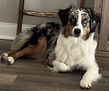 Entry image for Violet. Clicking this image will show a larger photo