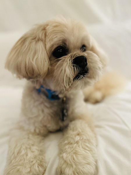 Entry image for Bubba. Clicking this image will show a larger photo