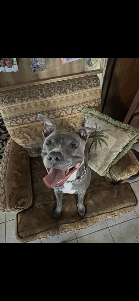 Entry image for Stevie . Clicking this image will show a larger photo