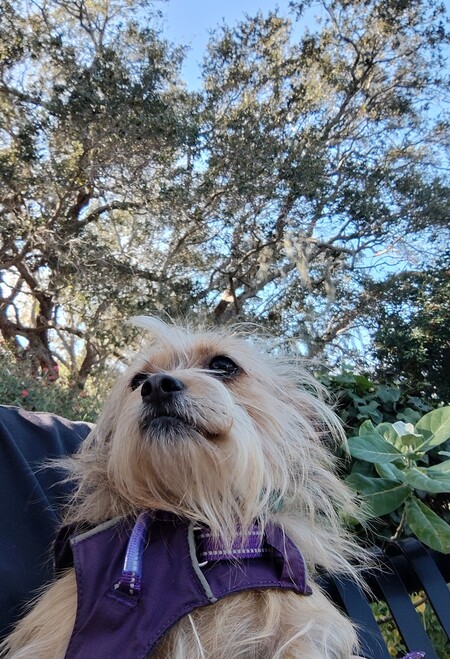 Entry image for Gracie . Clicking this image will show a larger photo