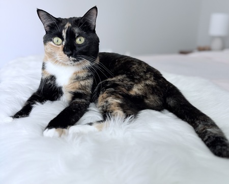 Entry image for Callie . Clicking this image will show a larger photo