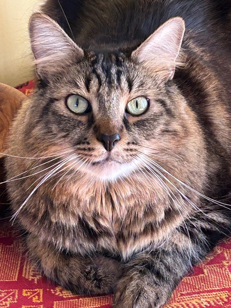 Entry image for Tiggy. Clicking this image will show a larger photo