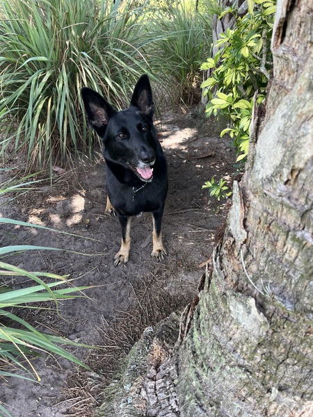 Entry image for Olive. Clicking this image will show a larger photo