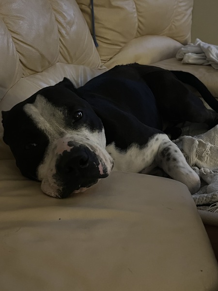 Entry image for DIESEL. Clicking this image will show a larger photo