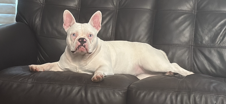 Entry image for Ella. Clicking this image will show a larger photo